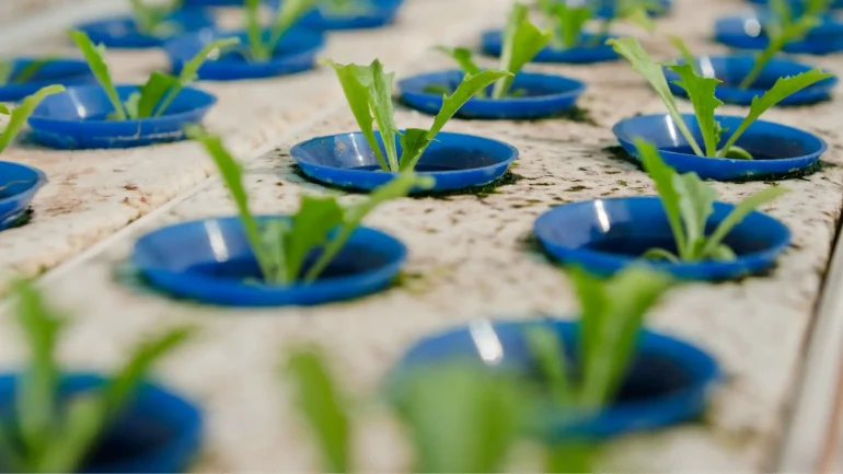 Hydroponic Vertical Towers: Reaching New Heights in Soilless Agriculture